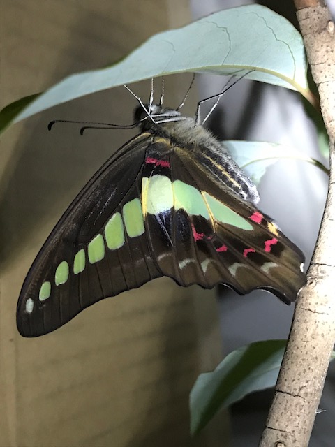 アオスジアゲハ蝶