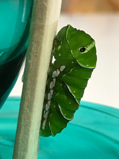 縮んだアゲハチョウ幼虫