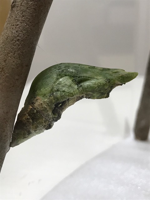 ナガサキアゲハ蛹