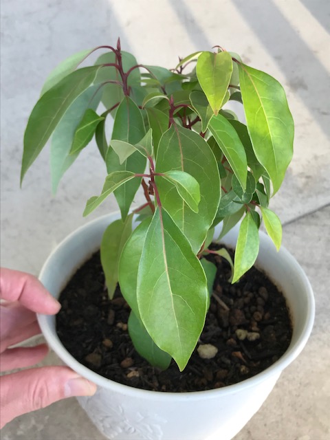 クスノキの鉢植え