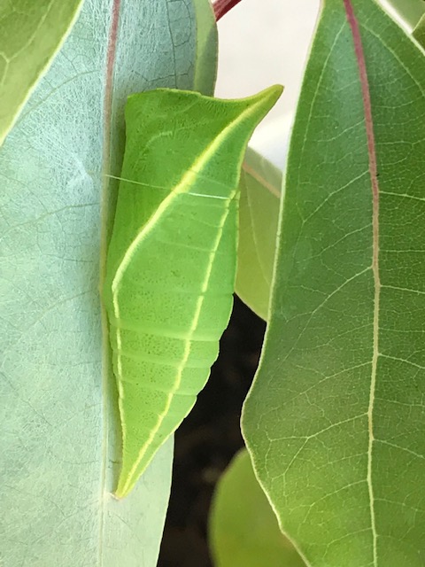 アオスジアゲハ蛹