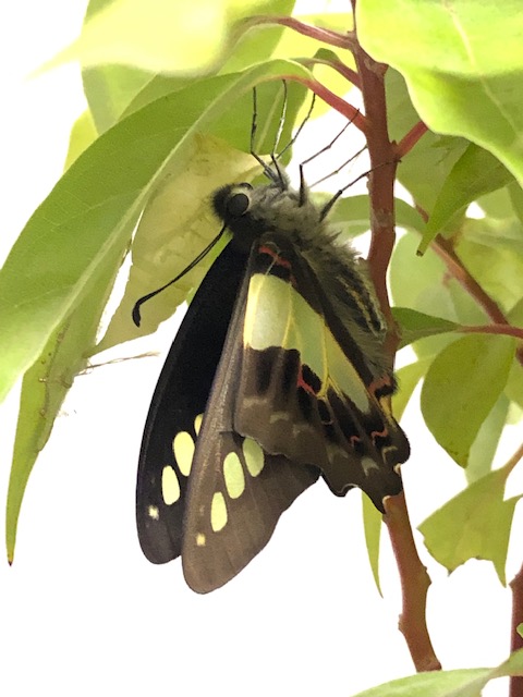 アオスジアゲハ蝶