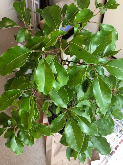 アオスジアゲハ幼虫がいるクスノキ