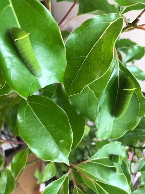 アオスジアゲハ終齢幼虫2匹