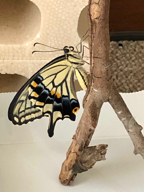 羽化したアゲハチョウ