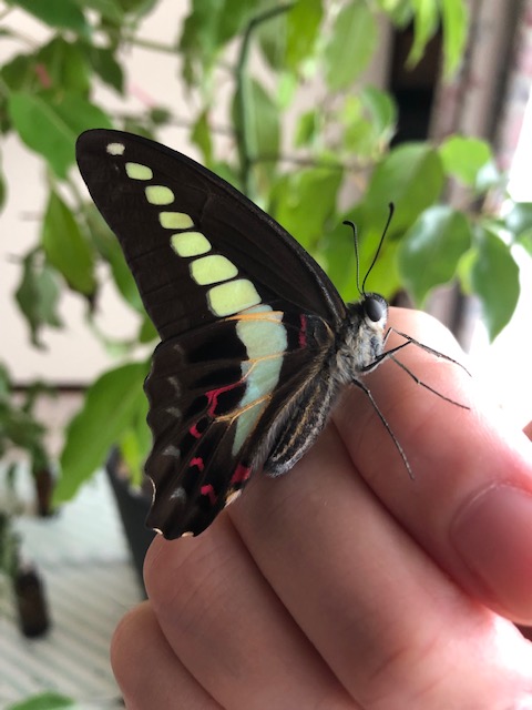 アオスジアゲハ蝶