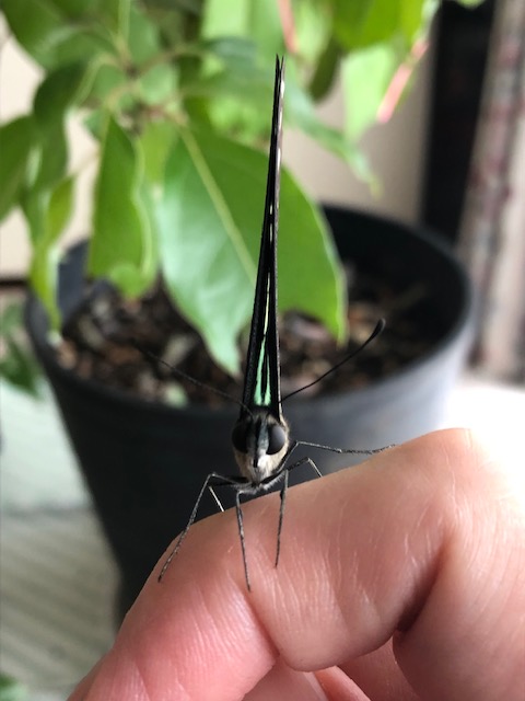 アオスジアゲハ蝶