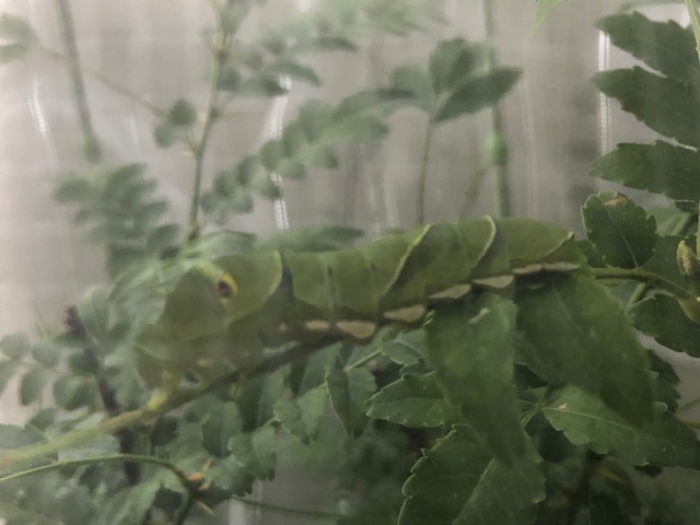 ネットの中のアゲハチョウ終齢幼虫