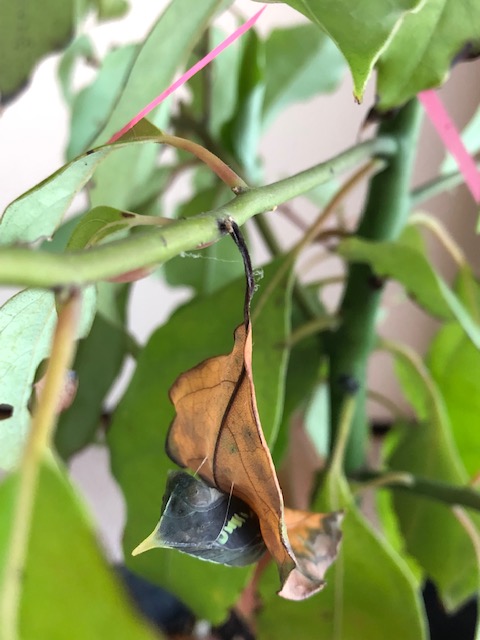 羽化目前のアオスジアゲハ蛹