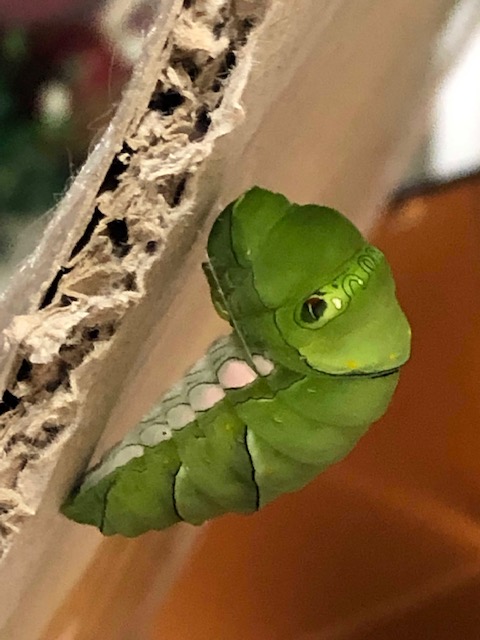 ナミアゲハ前蛹