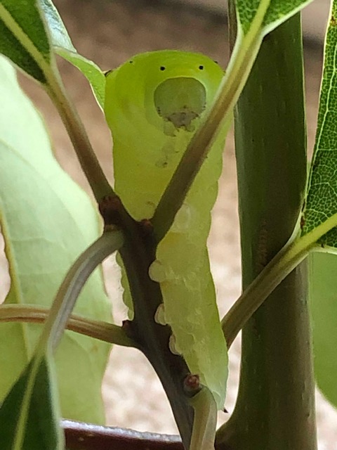 アオスジアゲハ終齢幼虫