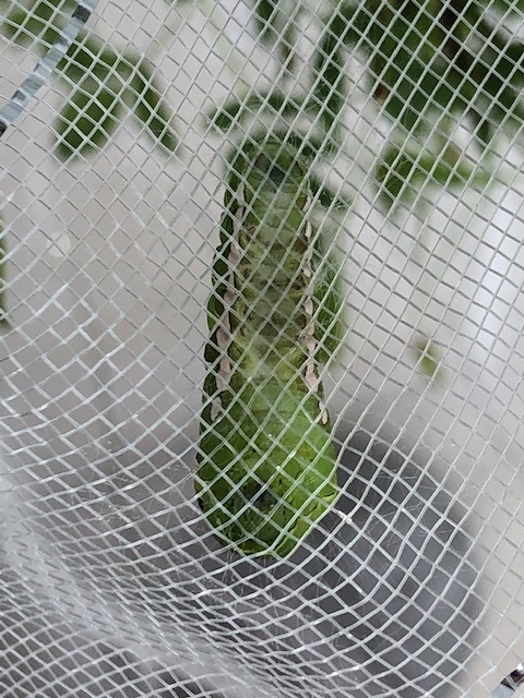 ネットに張り付いたアゲハチョウ前蛹