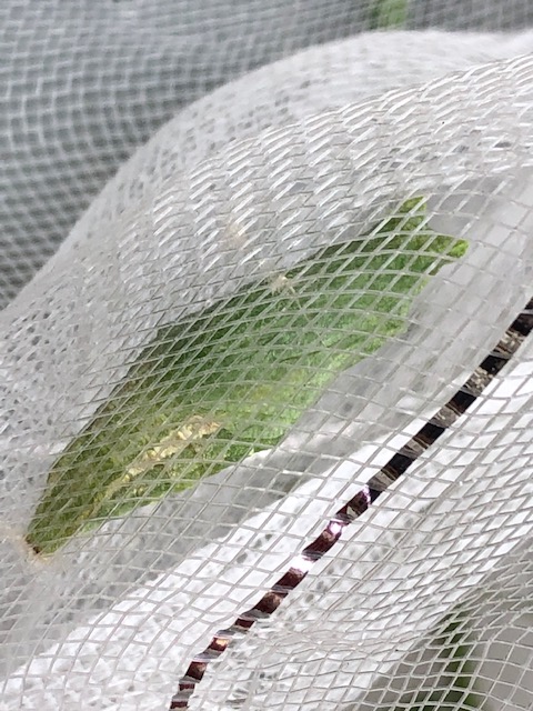 ネットで蛹化したアゲハチョウ蛹