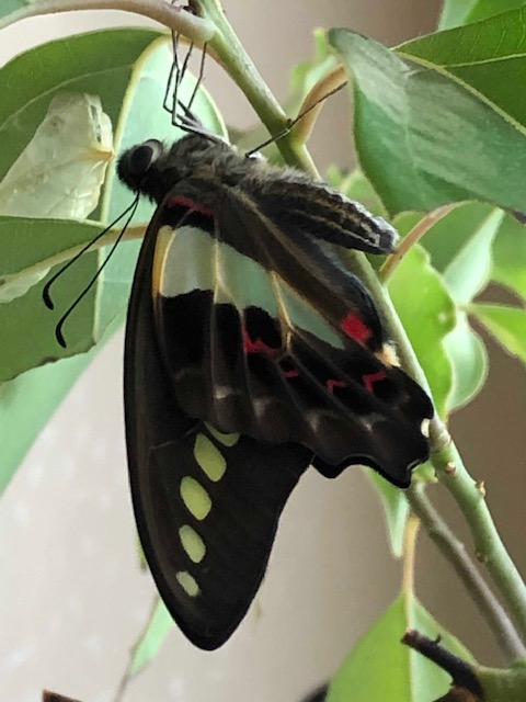 アオスジアゲハ成虫