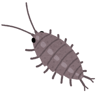 フナムシのイラスト