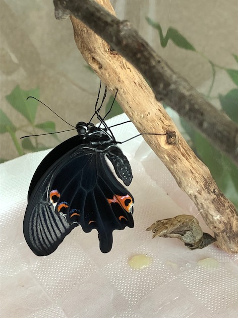 羽化したクロアゲハ