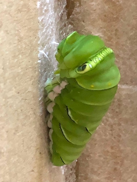 ナミアゲハ前蛹