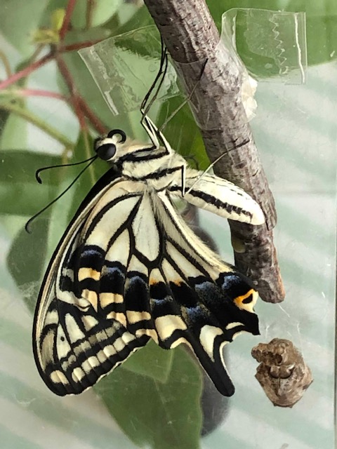 羽化したナミアゲハ