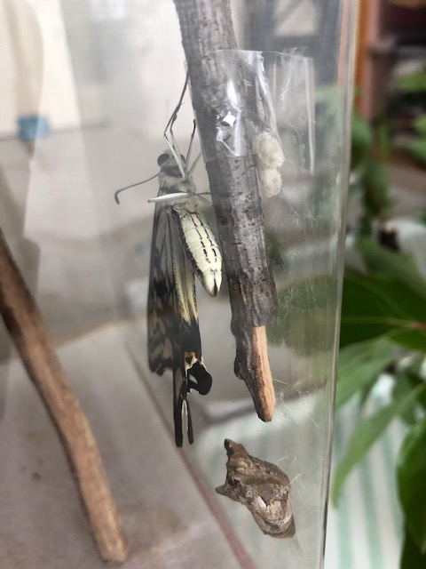 羽化したナミアゲハ