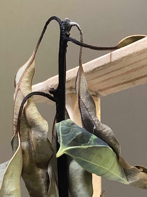 アオスジアゲハ蛹