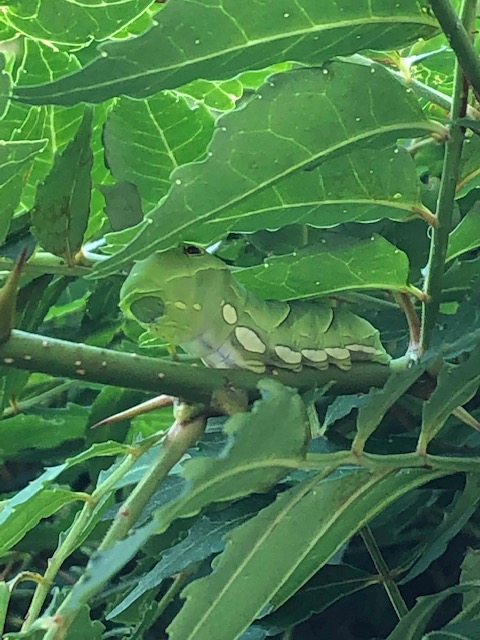 自然界でたくましく生きるアゲハチョウ終齢幼虫