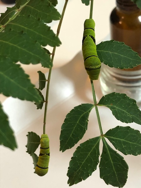 山椒の葉っぱを几帳面に食べるナミアゲハ幼虫