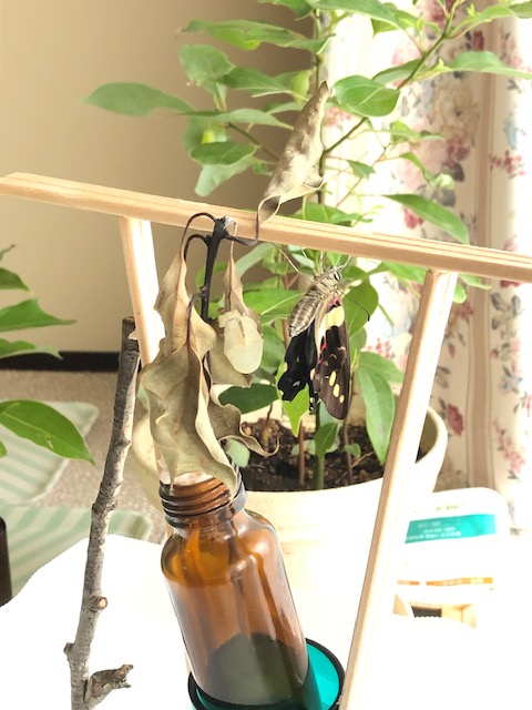 羽化したアオスジアゲハ