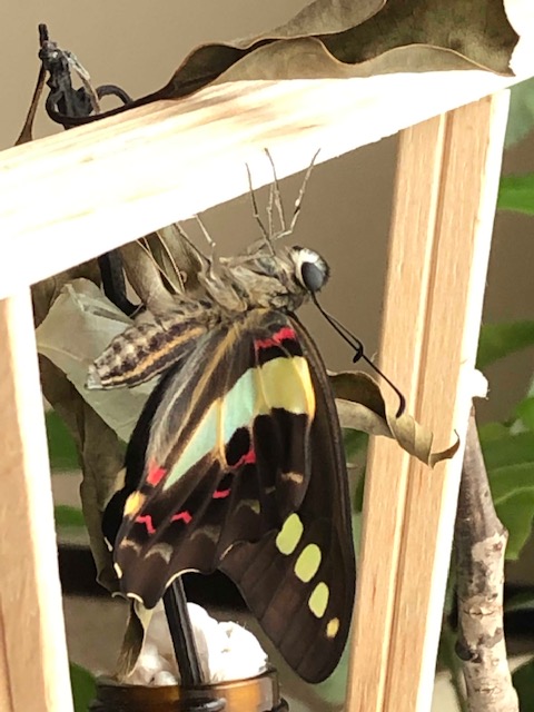 羽化したアオスジアゲハ