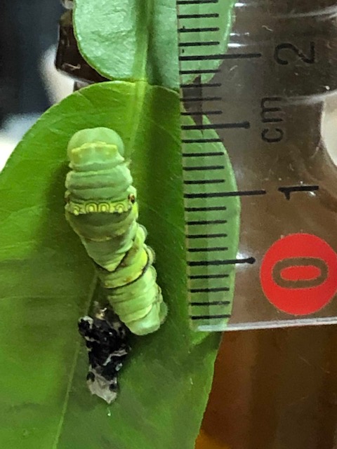 脱皮したアゲハチョウ終齢幼虫