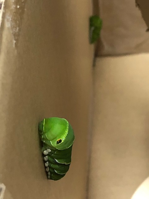 アゲハチョウ終齢幼虫