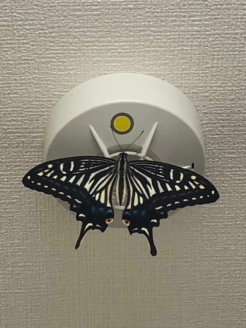 煙探知機にとまったアゲハチョウ