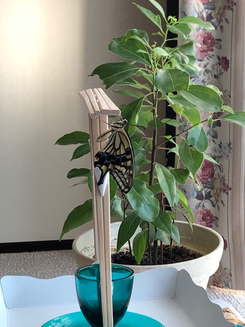 羽化したアゲハチョウ