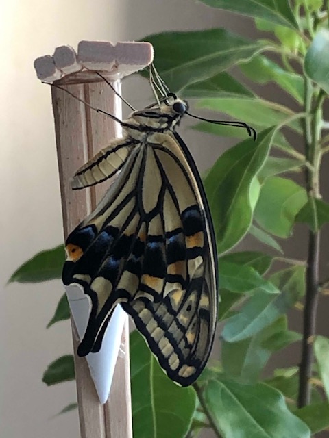 羽化したアゲハチョウ