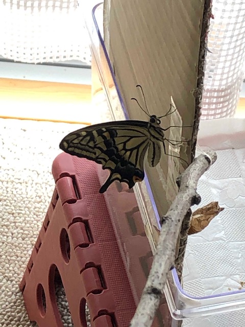 羽化したナミアゲハ