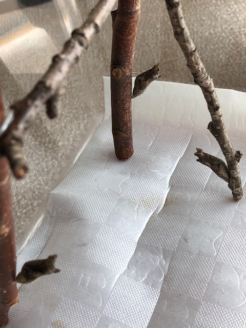 アゲハチョウ蛹3つ