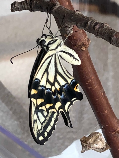 羽化したナミアゲハ