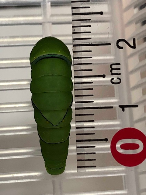 アゲハチョウ前蛹