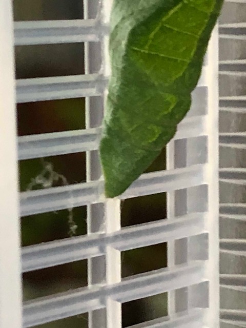 アゲハチョウ蛹