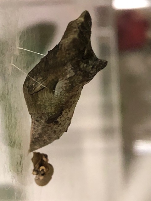 アゲハチョウ蛹