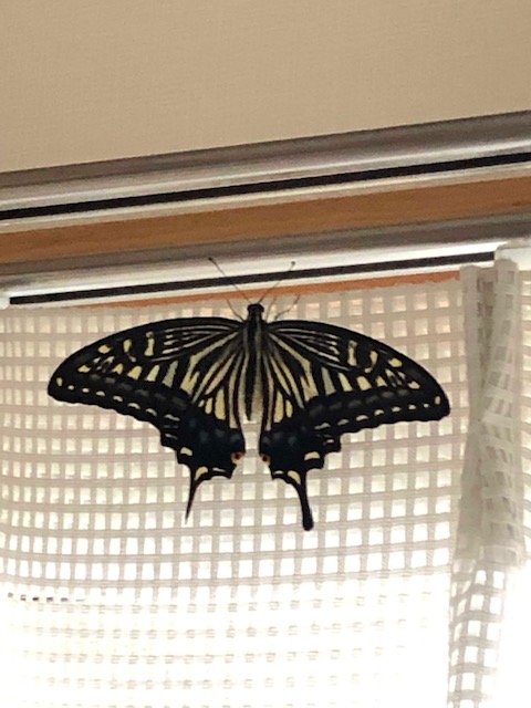 カーテンにとまったアゲハチョウ
