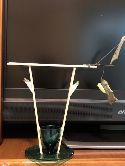 羽化用エッグスタンド