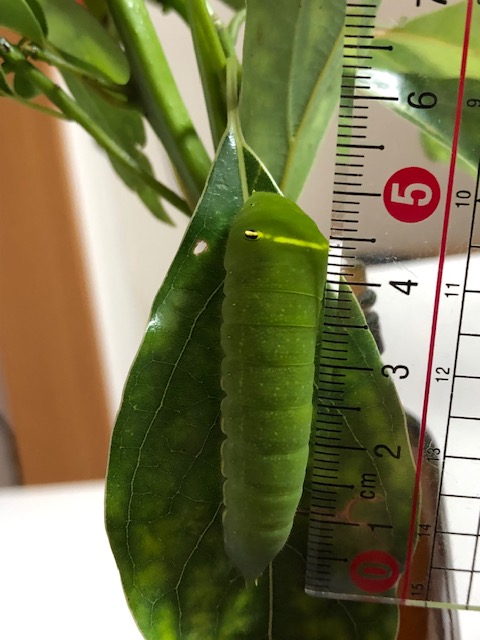 アオスジアゲハ終齢幼虫