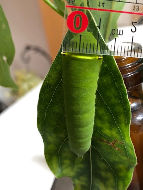 アオスジアゲハ終齢幼虫