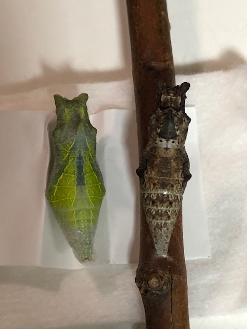 アゲハチョウ蛹2つ