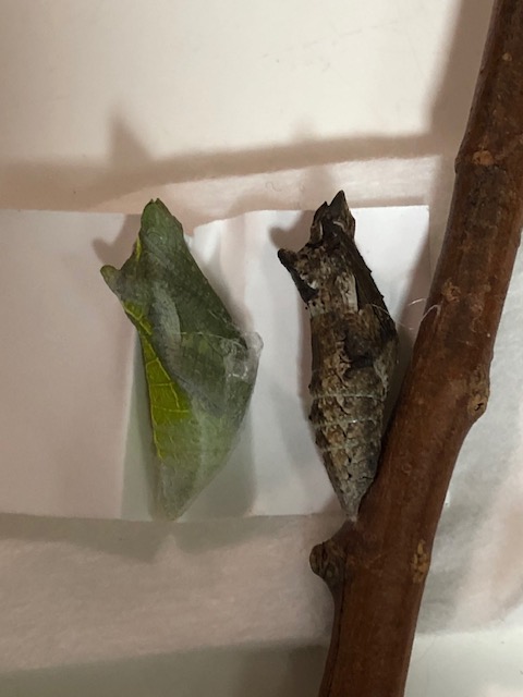アゲハチョウ蛹2つ