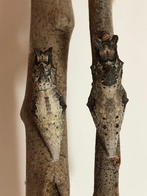 アゲハチョウ蛹2つ