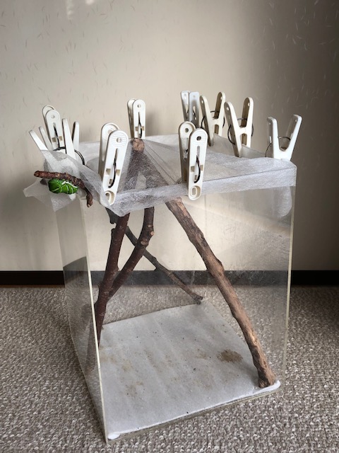 アゲハチョウ羽化用ケース