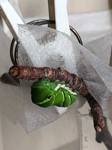 アゲハチョウ終齢幼虫