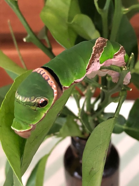 クロアゲハ終齢幼虫