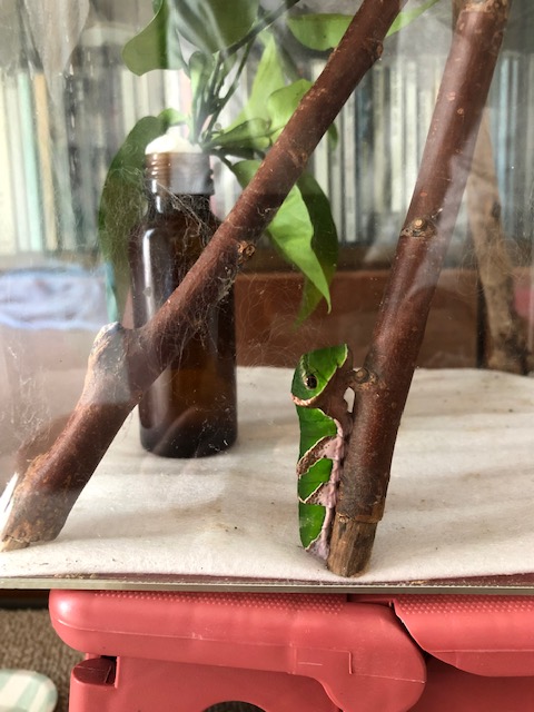 クロアゲハ終齢幼虫